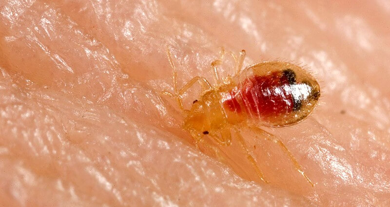 Engorged adult bed bug on human skin, the reddish-brown flattened insect Coastal K-9 treats across the CSRA