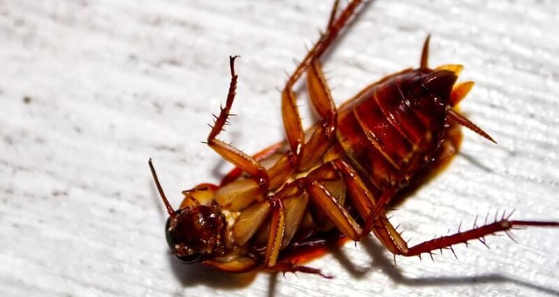 Large reddish-brown peridomestic cockroach of the kind found in CSRA crawl spaces, mulch beds and drain lines