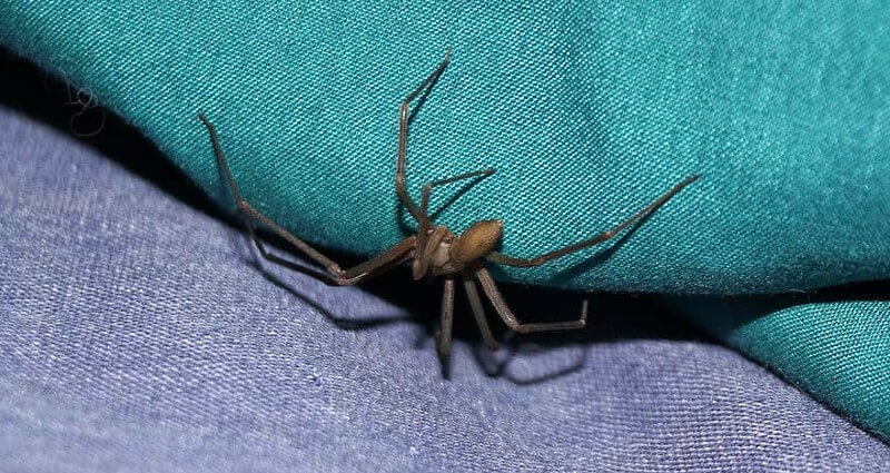 Large hunting spider found indoors during a Coastal K-9 spider inspection in the CSRA