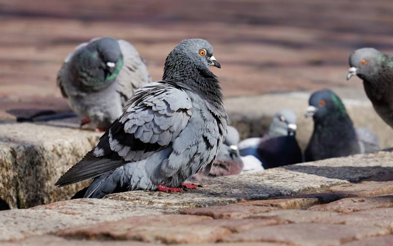 Feral pigeons roosting on a commercial building ledge, the kind of entrenched flock falconry abatement is used to disperse