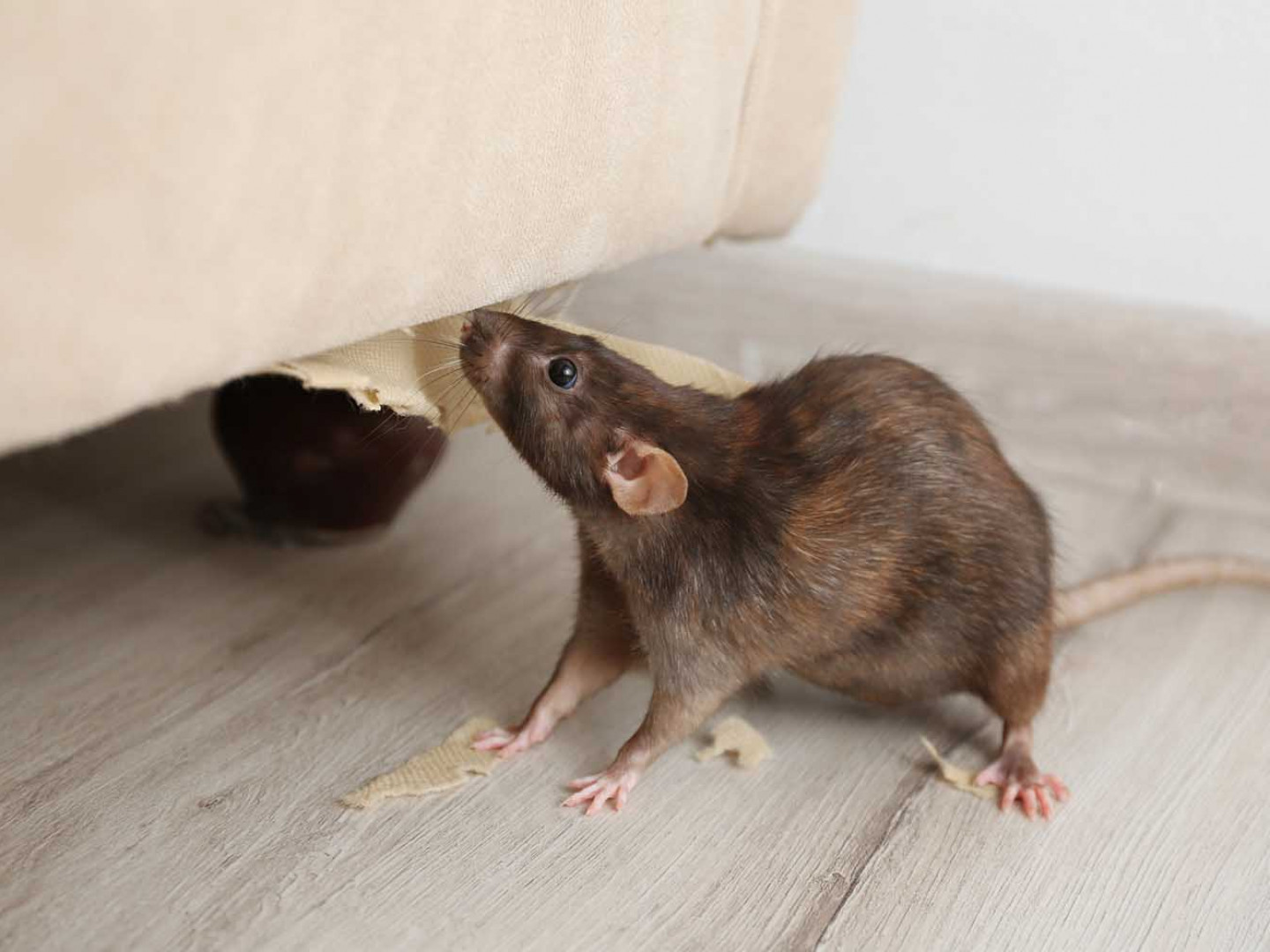 House mouse emerging from under furniture indoors, found during a Coastal K-9 rodent inspection in the CSRA