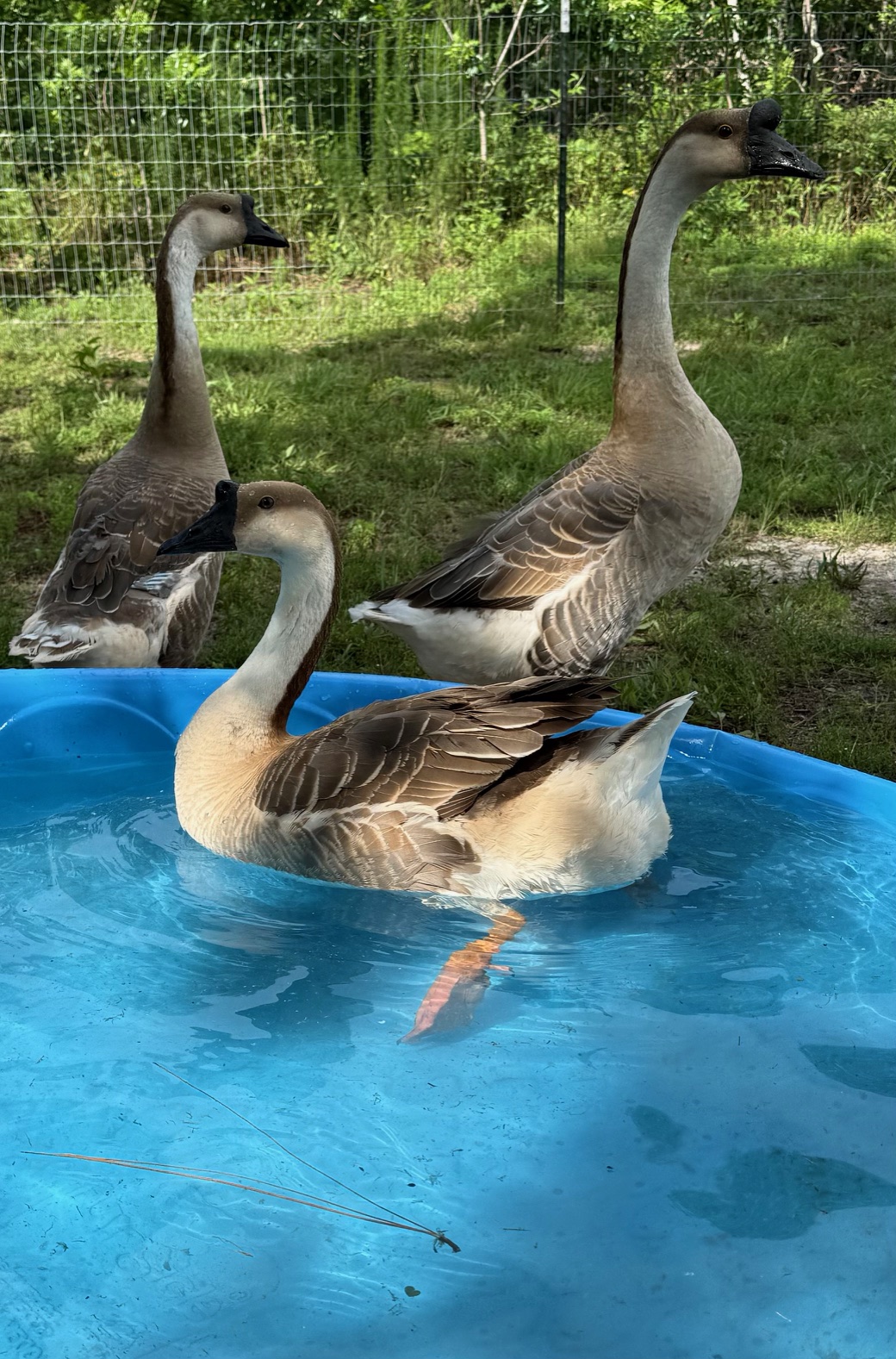 Resident Canada geese taking over a pond — exactly what we deter.