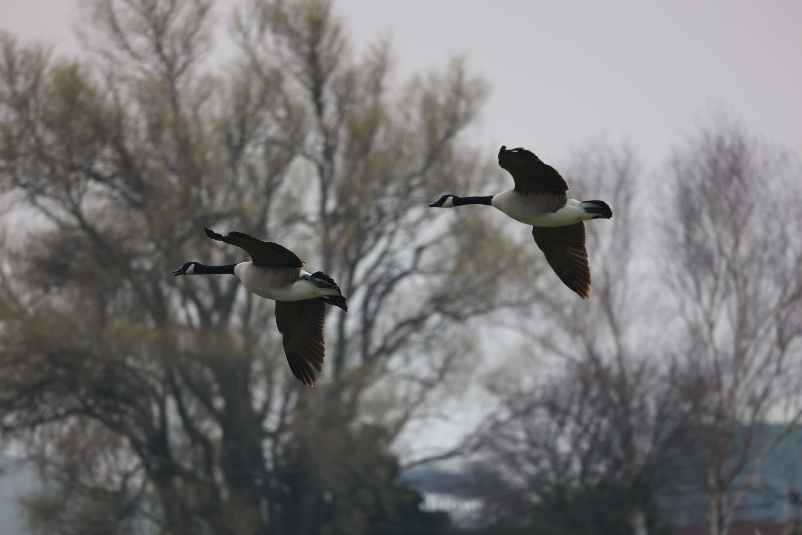 Trained working dogs performing humane Canada goose management