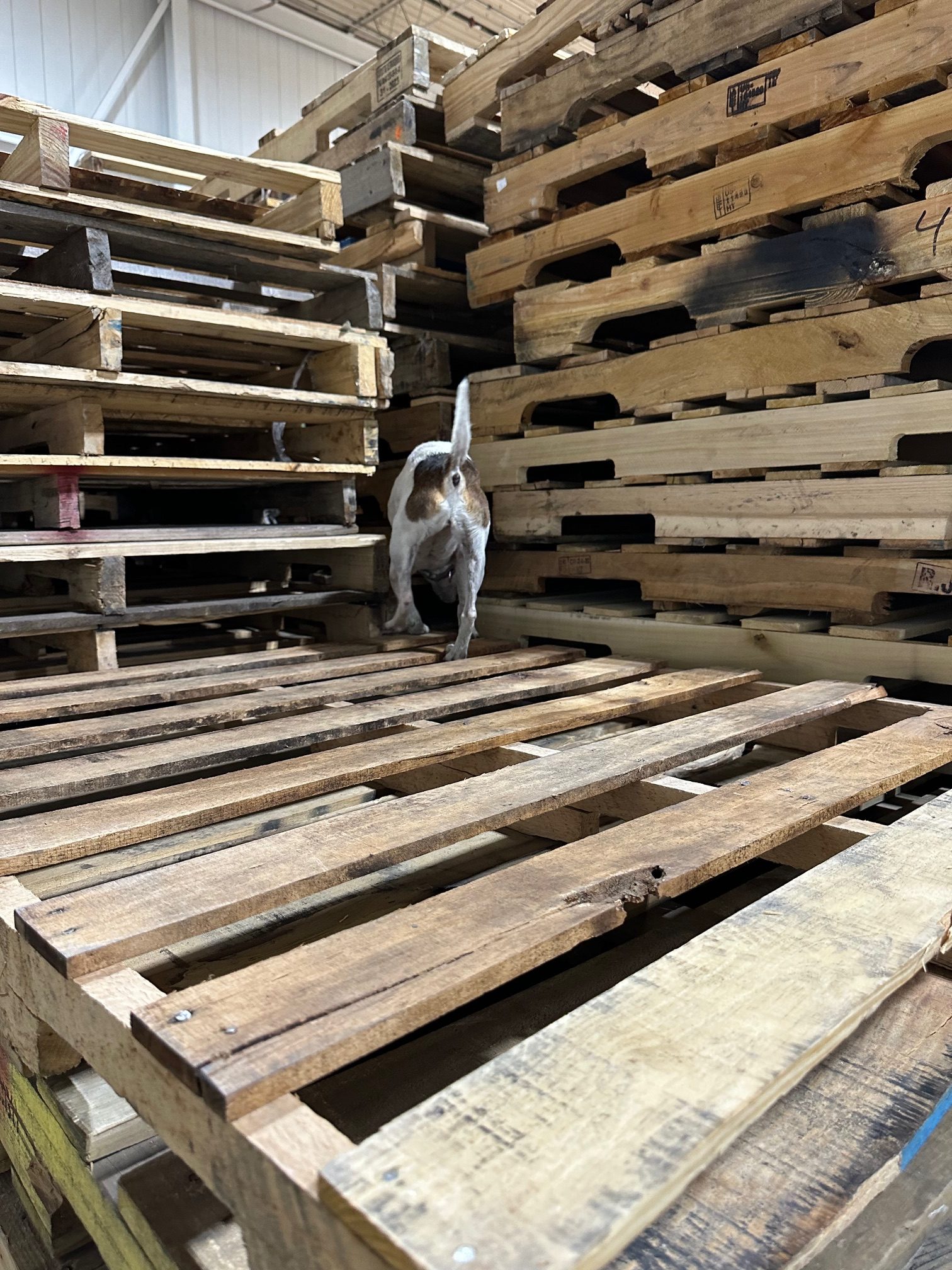Working racking and pallets where rodents travel and nest.