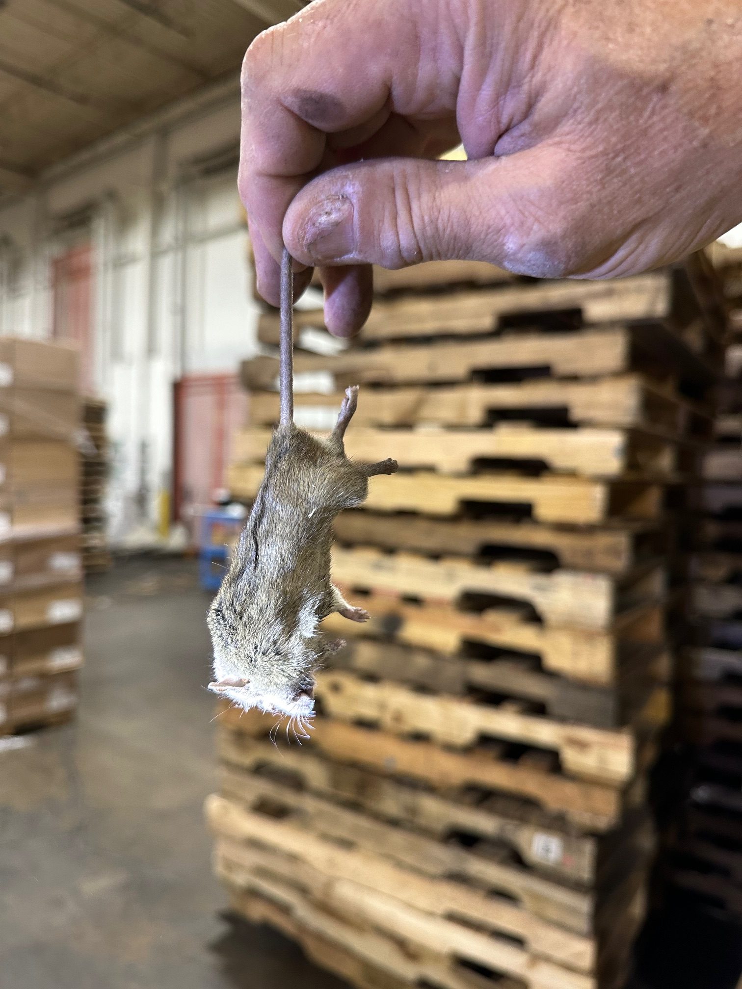 Coastal K-9 detection dog working warehouse pallet racking for rodents in the CSRA