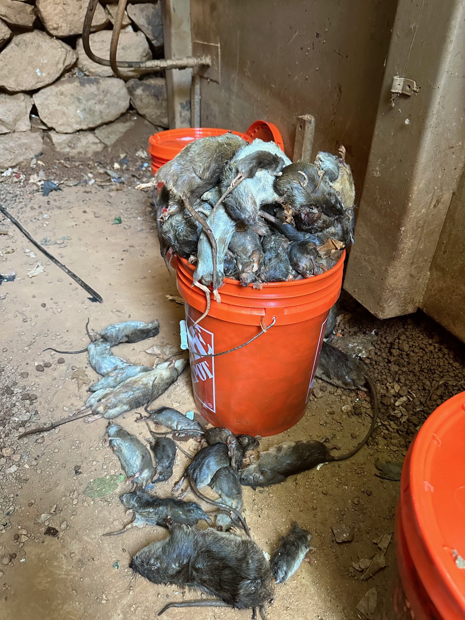 Locating an active rodent harborage inside a commercial facility.