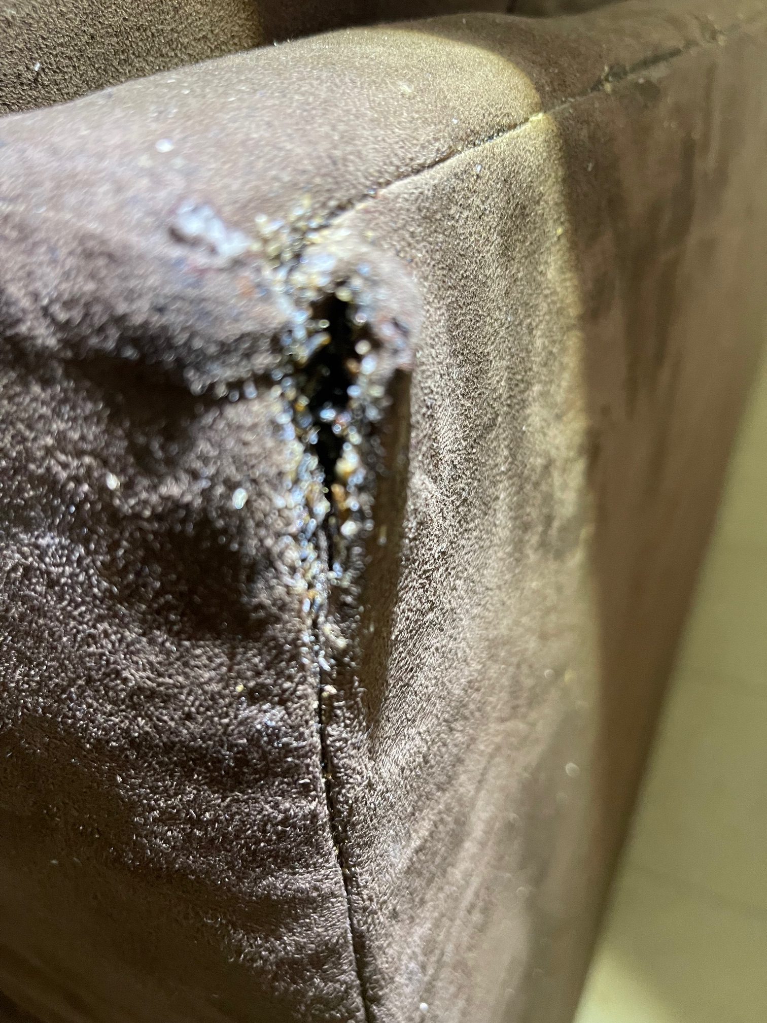 What we&rsquo;re after &mdash; live bed bugs found by scent, not luck.